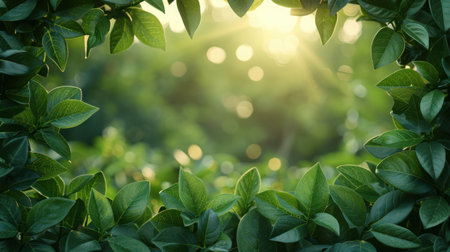 Lush natural green foliage background with soft-focus leaves and diffused sunlight peeking throughの素材