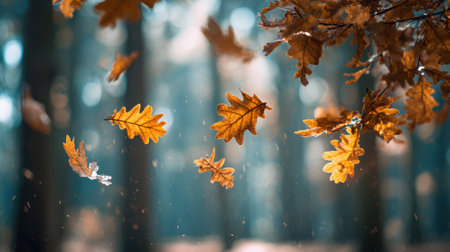 Autumn oak leaves fall slowly against a blurred background of tall trees, creating a natural bokeh effectの素材