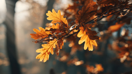 Autumn oak leaves on the branches of a tree in the forestの素材
