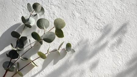 Eucalyptus branch shadows cast on matte white wall, elegant daylight overlay, simple and organic natural texture for branding or interior designの素材