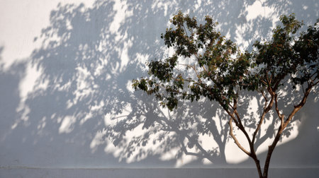 Artistic play of light and shadow with layered tree foliage silhouettes across white wall, realistic natural summer lightingの素材