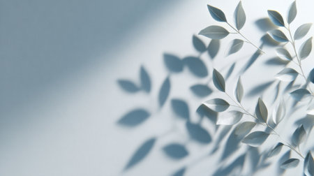 Eucalyptus leaves shadow on white background. Flat lay, top viewの素材