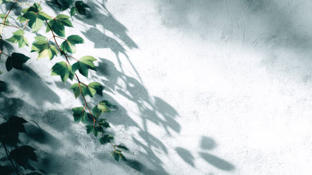 Bright summer sunlight creating artistic overlay of vine leaf shadows on clean white background, subtle gradient tones and soft texturesの素材