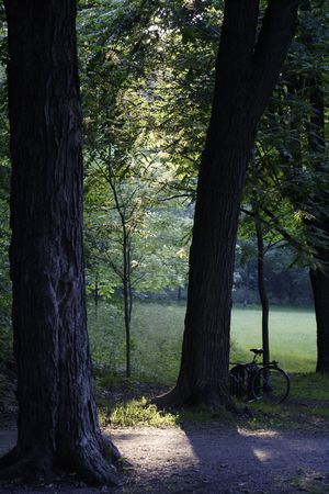 Tree and bicycleの写真素材