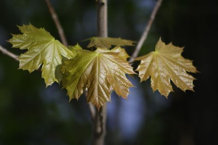 Maple leavesの写真素材