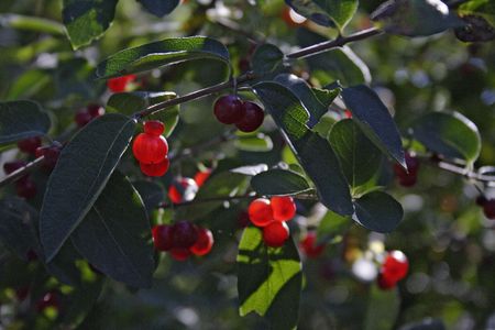 Red berriesの写真素材
