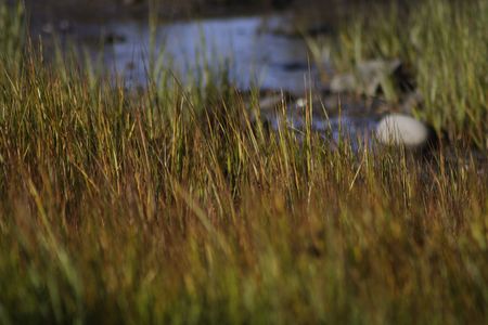 Salt-water marshの写真素材