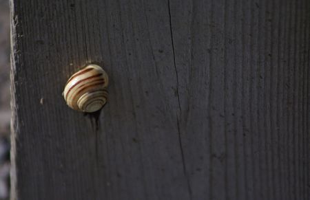 Snail climbing benchの写真素材