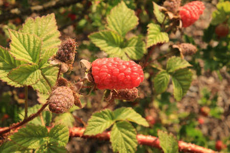 Raspberry fruit on the bush