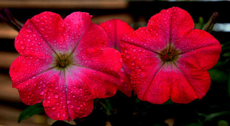 Surfinia flower blooming in the gardenの写真素材