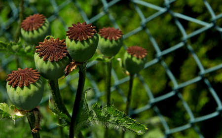Plantation of forbidden poppy plants in the gardenの写真素材