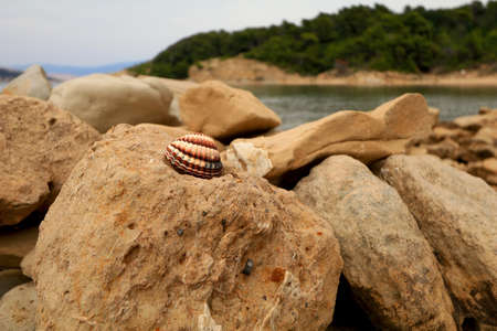 Crustacean shells harvested from the Adriatic Sea