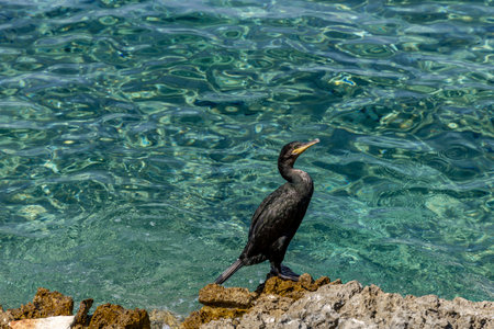 Black cormorant on the shores of the Adriatic Sea in Croatiaの写真素材
