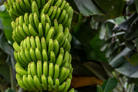 Dwarf Cavendish bananas from the Canary Islands banana leaves banana flowerの写真素材