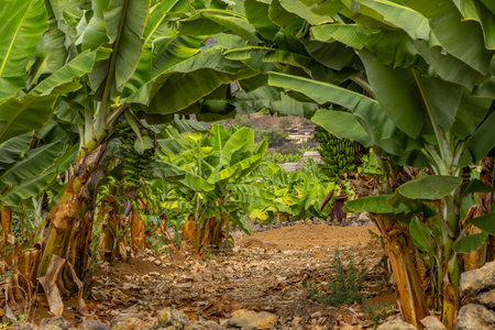 Dwarf banana plant Dwarf Cavendish banana plantation in Tenerife Spainの写真素材