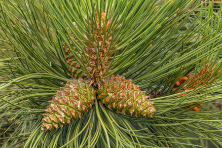 Young green cones on a spruce tree christmas tree