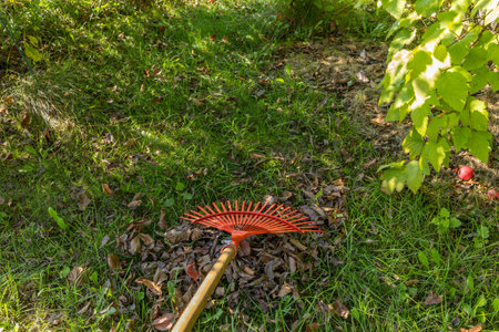 Tidying up the garden, raking dry brown leaves in autumn and spring, red rakes for raking on the...