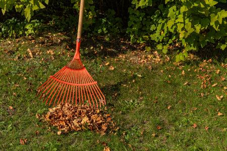 Tidying up the garden, raking dry brown leaves in autumn and spring, red rakes for raking on the...