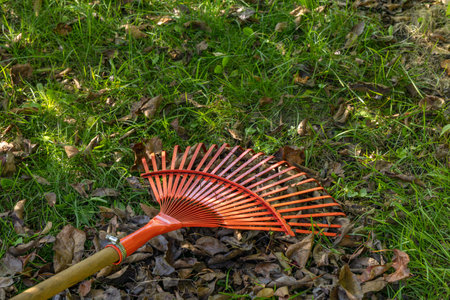 Tidying up the garden, raking dry brown leaves in autumn and spring, red rakes for raking on the plotの写真素材
