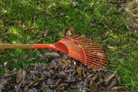 Tidying up the garden, raking dry brown leaves in autumn and spring, red rakes for raking on the plotの写真素材