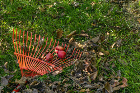 Tidying up the garden, raking dry brown leaves in autumn and spring, red rakes for raking on the plotの写真素材