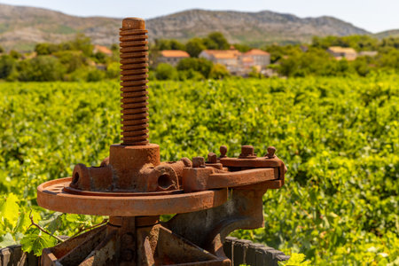 Barrels with old wine arranged in a rowの写真素材