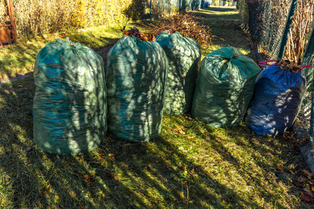 Tidying up the garden for autumn, collecting leaves into a garbage bag, and removing bio-waste from the plotの写真素材