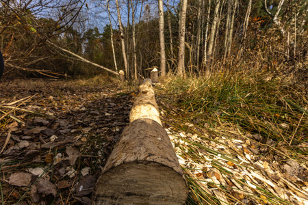 Harmful activity of beavers, cutting down trees, tree branches bitten by beaversの写真素材