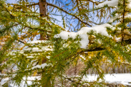 Winter in the mountains, a winter walk, landscape by the Vistula River in Ustronの写真素材