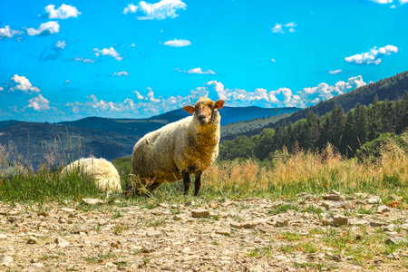 Sheep and rams graze on green grass in the mountains, leading sheep through a trail high in the mountains in Polandの写真素材