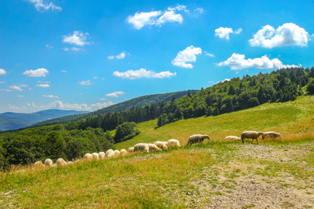 Sheep and rams graze on green grass in the mountains, leading sheep through a trail high in the mountainsの写真素材