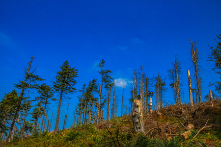 Spring vegetation on a mountain trail in the Silesian Beskids, nature reviving after winter in the...
