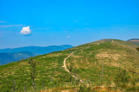 Spring vegetation on a mountain trail in the Silesian Beskids, nature reviving after winter in the mountainsの写真素材