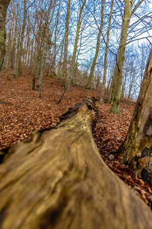 Walking path on the Redlowski Cliff near Gdynia, trail for tourists, military monuments hidden in...