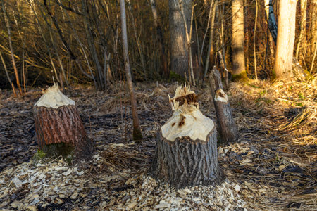 Tree trunks destroyed by beavers, trees gnawed by beavers in the forestの写真素材