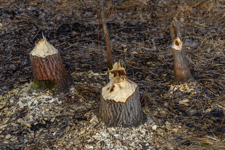 Tree trunks destroyed by beavers, trees gnawed by beavers in the forest, construction of a damの写真素材