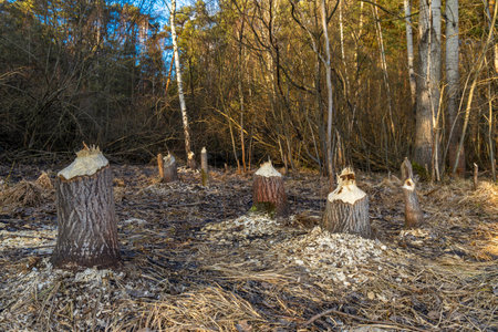 Tree trunks destroyed by beavers, trees gnawed by beavers in the forest, construction of a damの写真素材