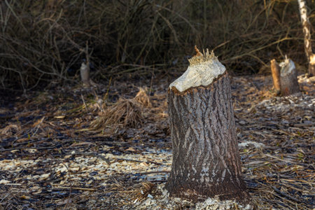 Tree trunks in the forest, trees gnawed in the forestの写真素材