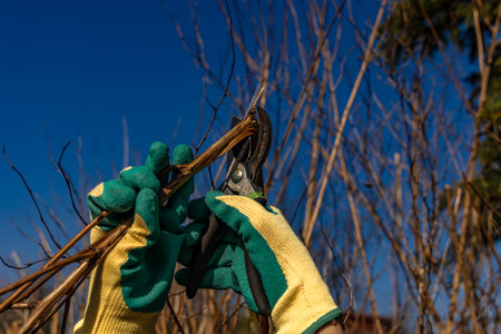 Scissors for cutting branches in the garden, tidying up the garden, cutting old branches in spring, a woman works in an orchard, pruning treesの写真素材