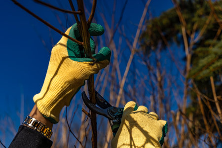 Scissors for cutting branches in the garden, tidying up the garden, cutting old branches in spring, a woman works in an orchard, pruning treesの写真素材
