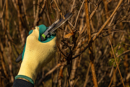 Scissors for cutting branches in the garden, tidying up the garden, cutting old branches in spring, a woman works in an orchard, pruning treesの写真素材