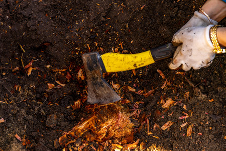 Cutting down an old tree stump in the garden with an axe, a yellow wood ax in the hands of a woman, tidying up the gardenの写真素材