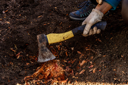 Cutting down an old tree stump in the garden with an axe, a yellow wood ax in the hands of a woman,...