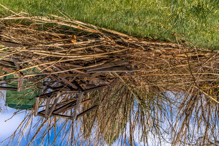 Branches cut from trees in the garden, tidying up in the orchard, cutting out old tree shoots, sticks and branches in a pileの写真素材