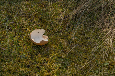 A broken egg on the lawn, an eggshell on the grass