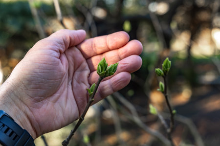 A small apple blossom bud in the hands of a gardener, protecting young flowering trees from frost, a...