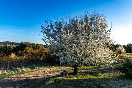 Tree with white flowers against the background of mountains and forest, blooming tree, white flowers...