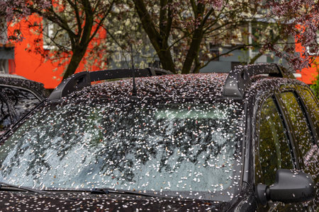 Blooming trees, colorful flowers, dirty cars in the cityの写真素材