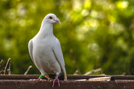 A white breeding pigeon sitting on a fence against a background of green leavesの写真素材