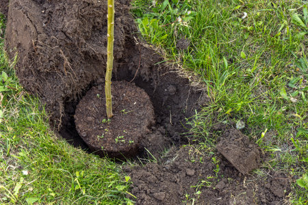 Hakuro nishiki wholeleaf willow, planting Japanese trees in the gardenの写真素材